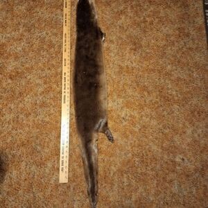 OTTOR FUR PELT